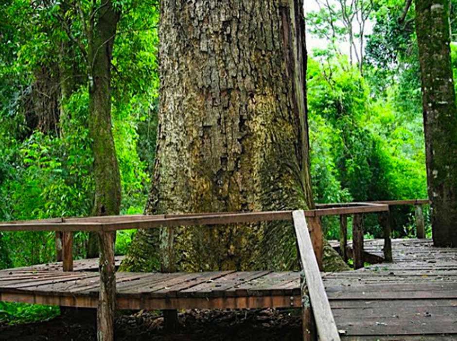 Refugio Timb Gigante de El Alczar