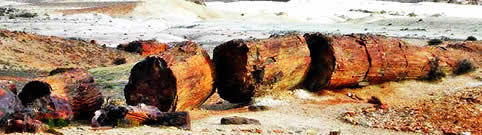 Bosque Petrificado en Puerto Deseado